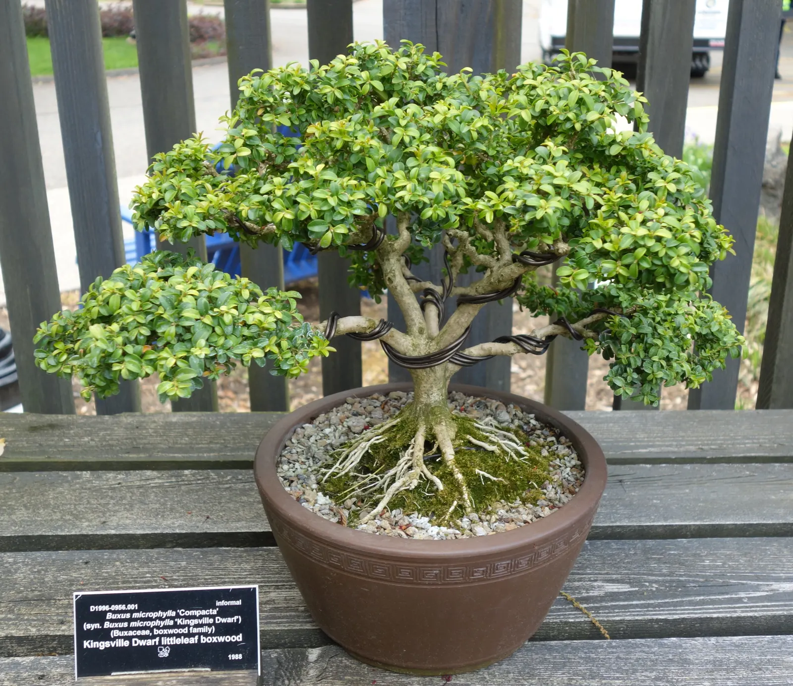 Japanese Boxwood (Buxus Microphylla Japonica) — lush foliage and versatile nature; boasting a rich green hue that persists even in the chill of winter