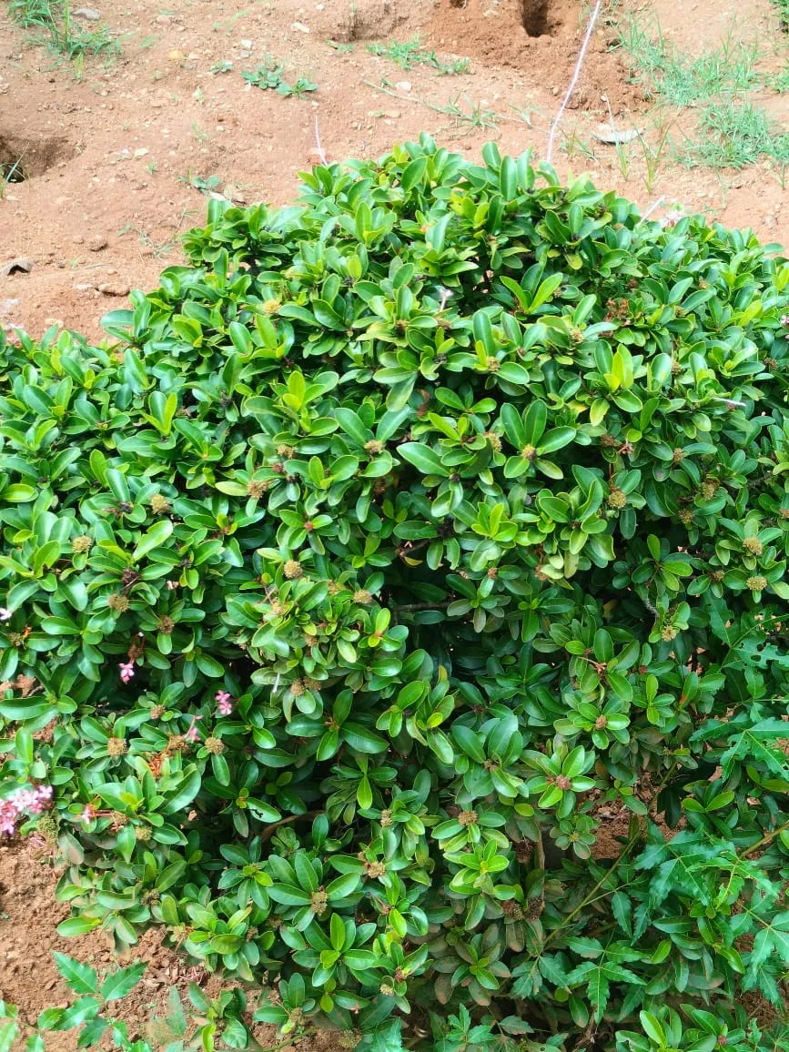 Japanese Boxwood (Buxus Microphylla Japonica) — will keep these shrubs looking tidy and maintain the desired form