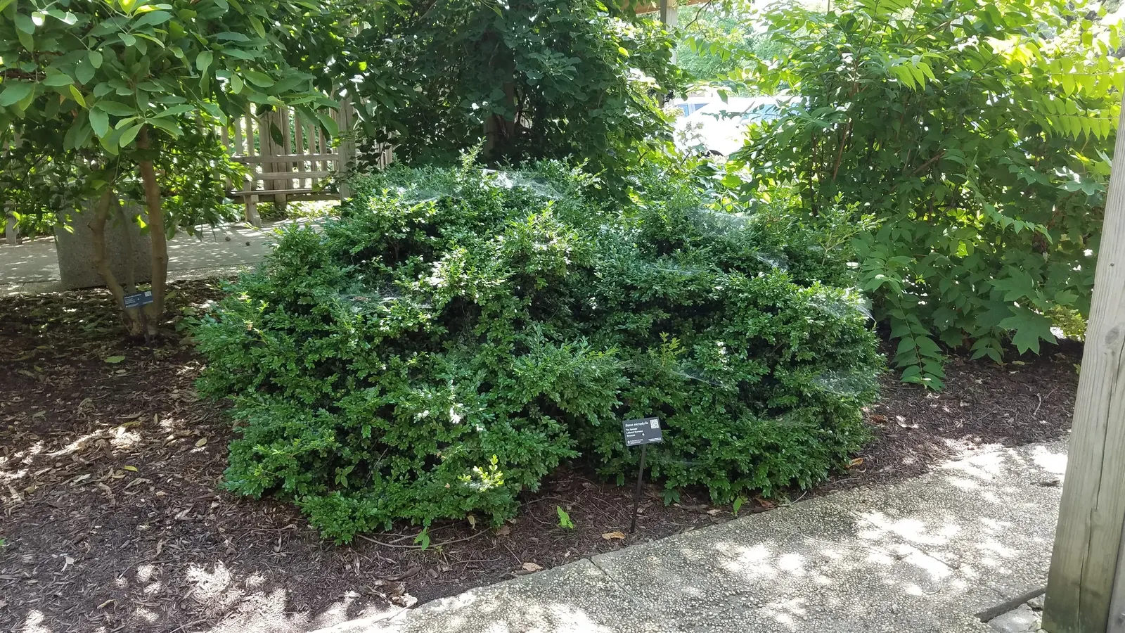 Japanese Boxwood (Buxus Microphylla Japonica) — japonica, is an exceptional choice for adding structure and year-round interest to a landscape, image 52