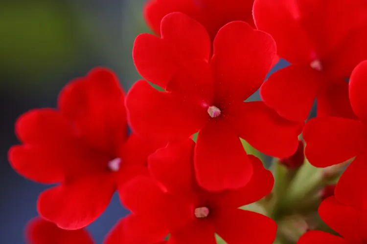 Red Verbena (Verbena Peruviana 'Red') — receiving at least 6 to 8 hours of direct sunlight daily; is a vibrant and hardy perennial that offers a burst of vivid