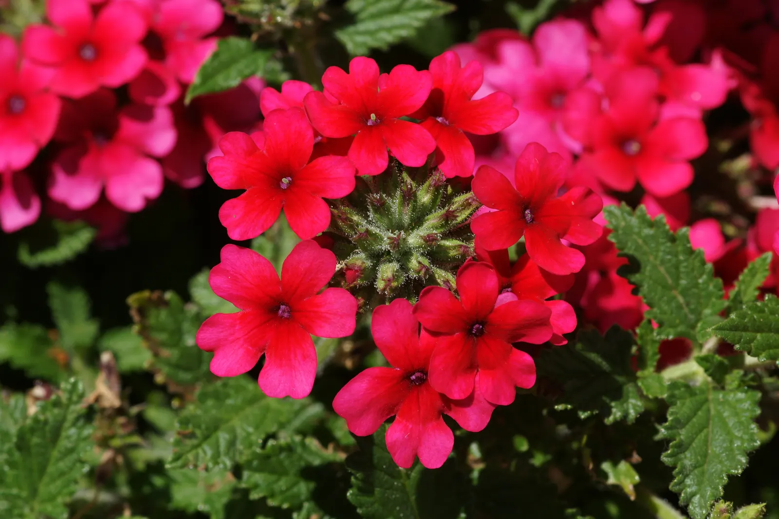 Red Verbena (Verbena Peruviana 'Red') — Red Verbena creates a lush; receiving at least 6 to 8 hours of direct sunlight daily