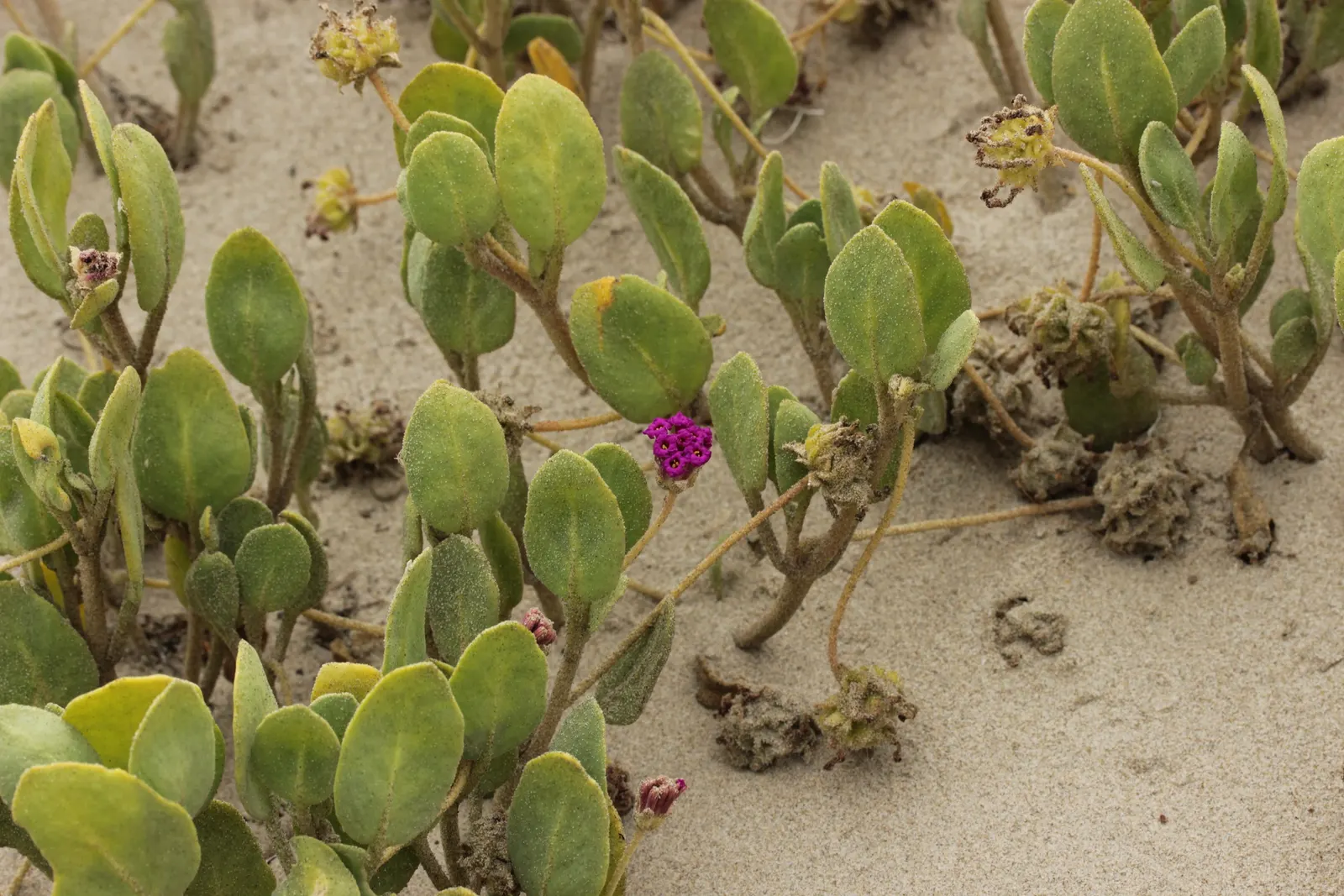 Red Verbena (Verbena Peruviana 'Red') — Its foliage is finely textured; ground cover / perennial for full