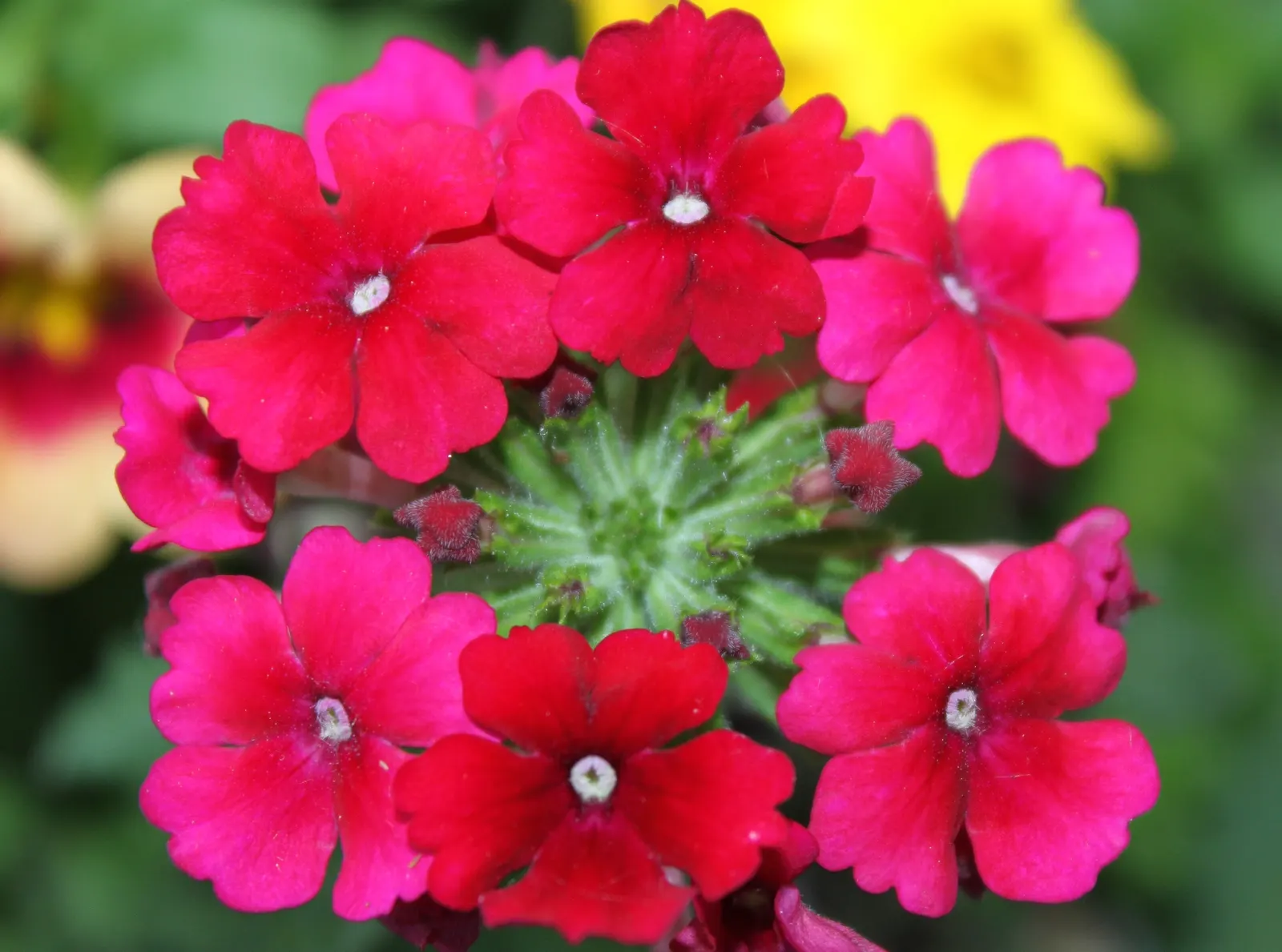 Red Verbena (Verbena Peruviana 'Red') — This particular cultivar thrives in USDA hardiness zones 9 through 11; scientifically known as Verbena peruviana 'Red'