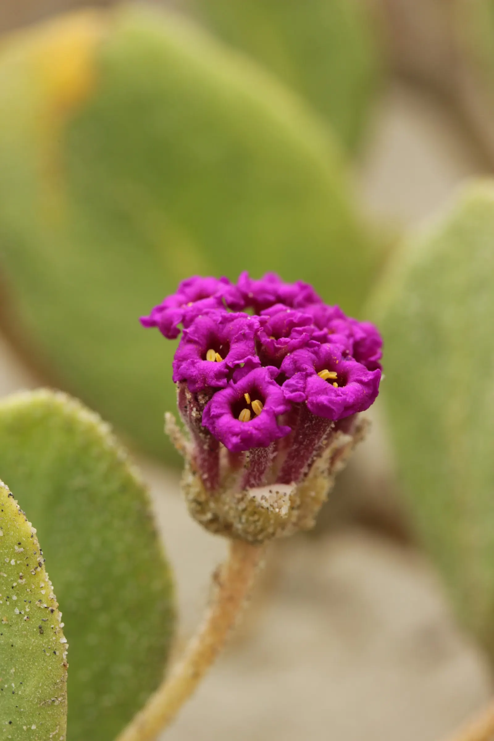 Red Verbena (Verbena Peruviana 'Red') — Hardy and drought-tolerant, it provides a lengthy display from spring through frost, image 32