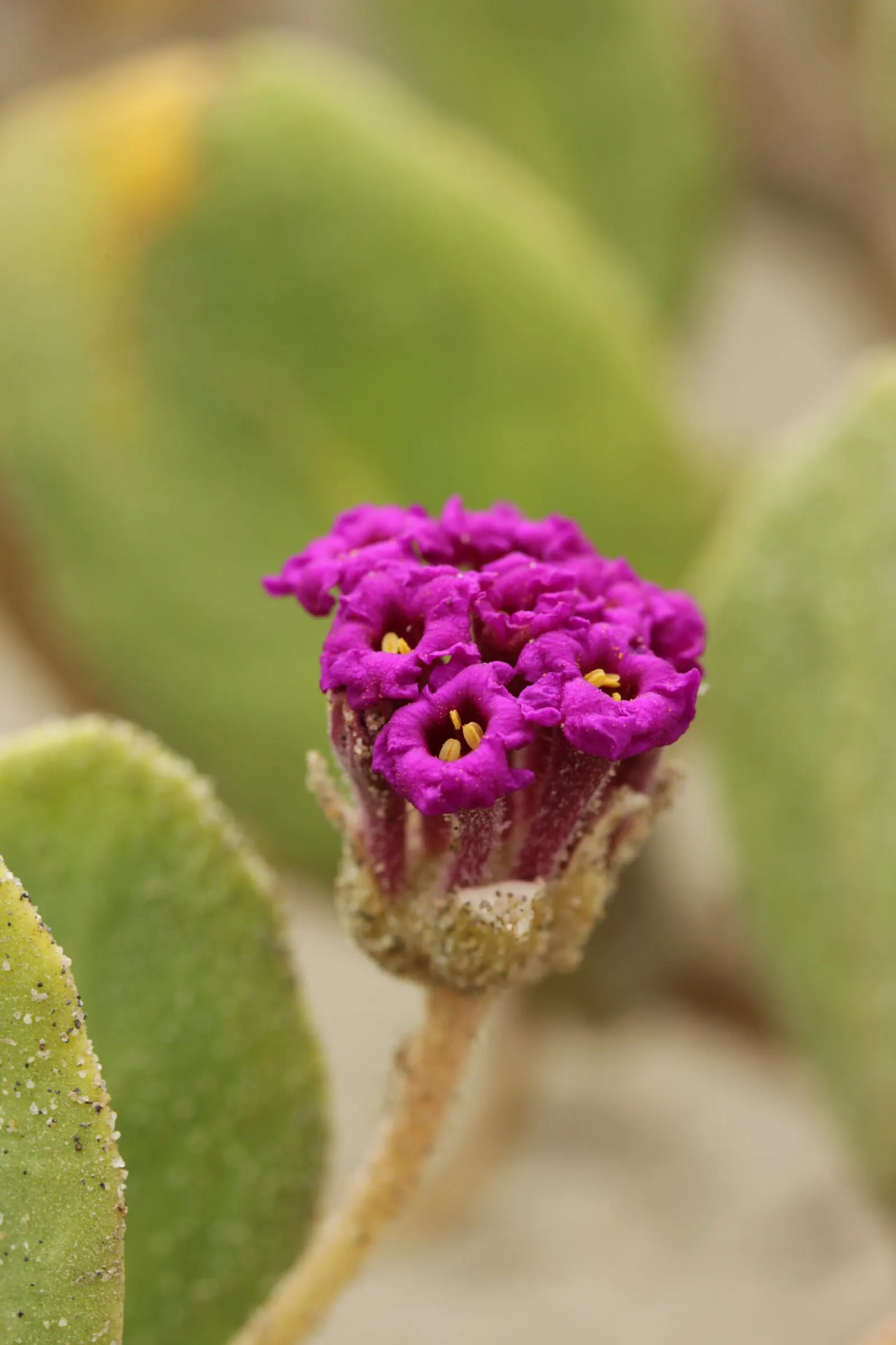Red Verbena (Verbena Peruviana 'Red') — mounded form that's ideal for use as ground cover or as a striking addition to container plantings; for enduring
