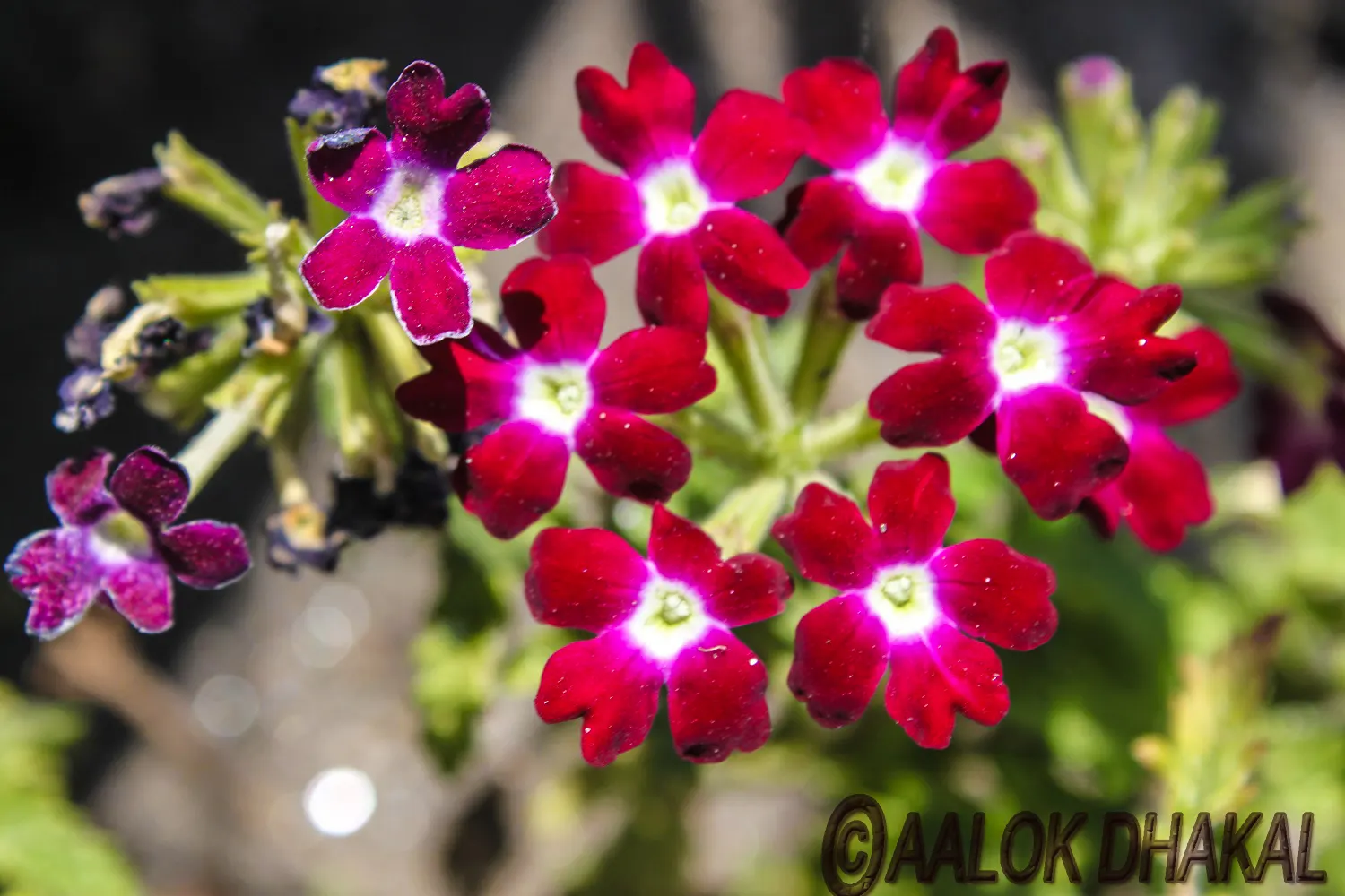 Red Verbena (Verbena Peruviana 'Red') — which maximizes its flowering potential, image 41