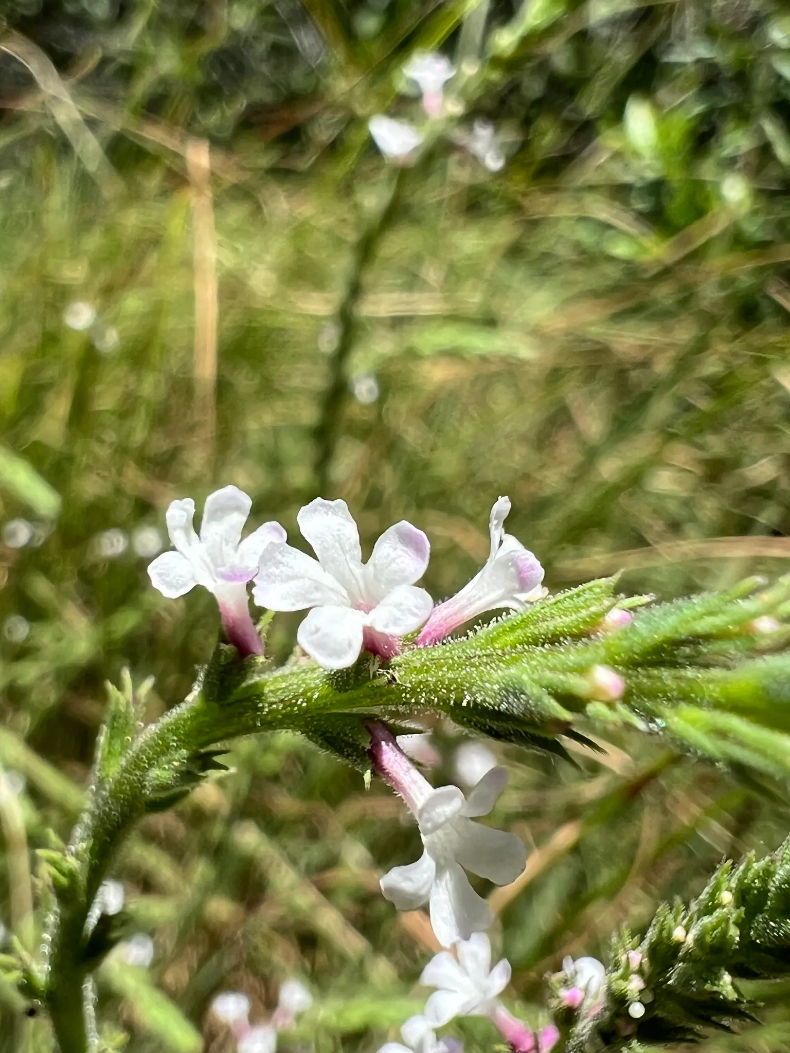 Red Verbena (Verbena Peruviana 'Red') — making it an excellent choice for adding a touch of brilliance to your landscape design; ground cover / perennial with