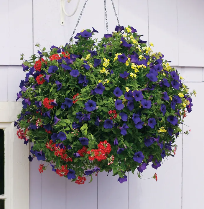 Lemon II Nemesia — Plants may flush out of flower if night temperatures begin to stay in the upper 70's or above