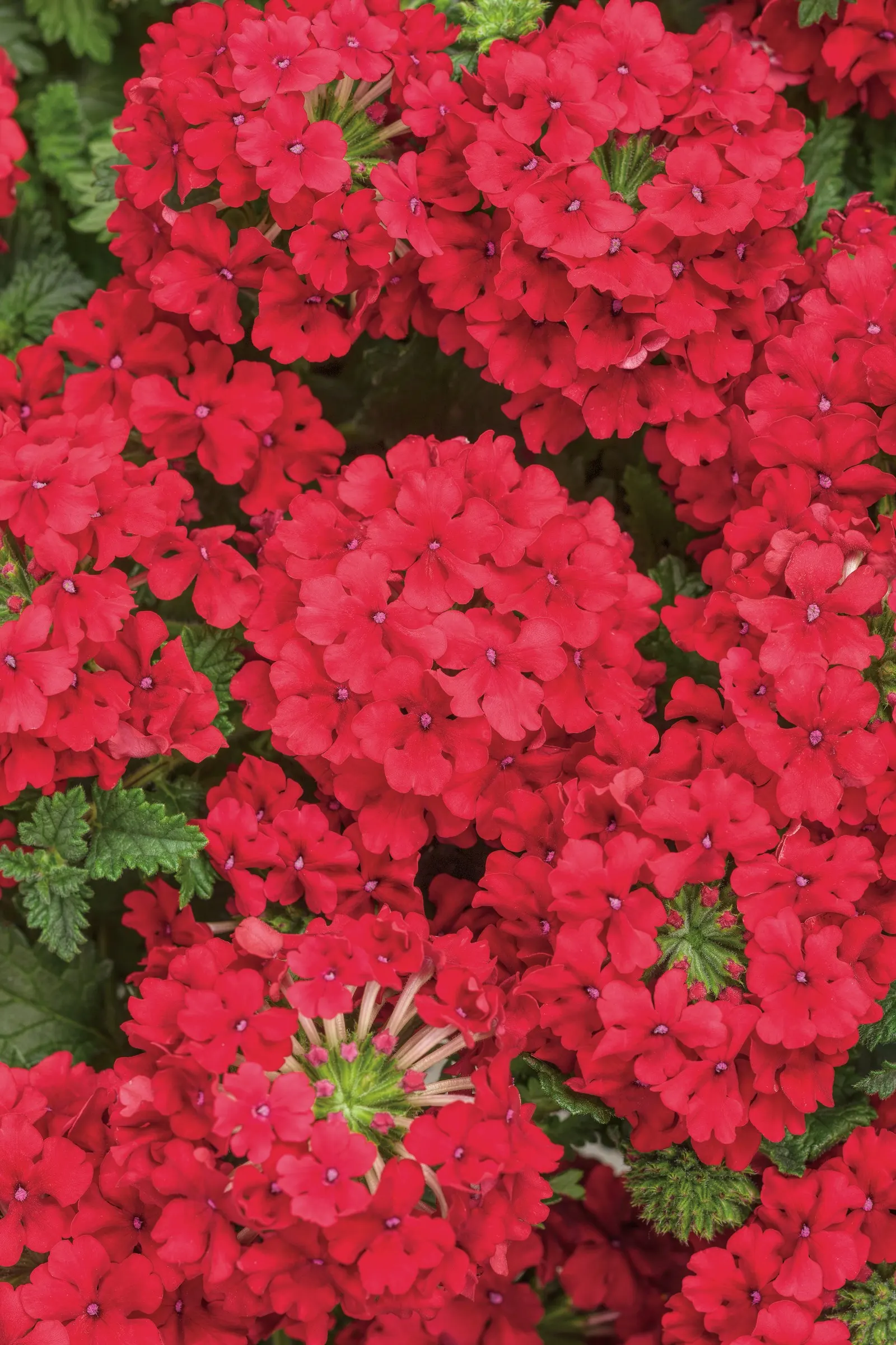 Red Verbena (Verbena Peruviana 'Red') — Thriving in full sun, it reaches up to 12 inches in height and spreads 18 to 24 inches wide; red flowers in the garden