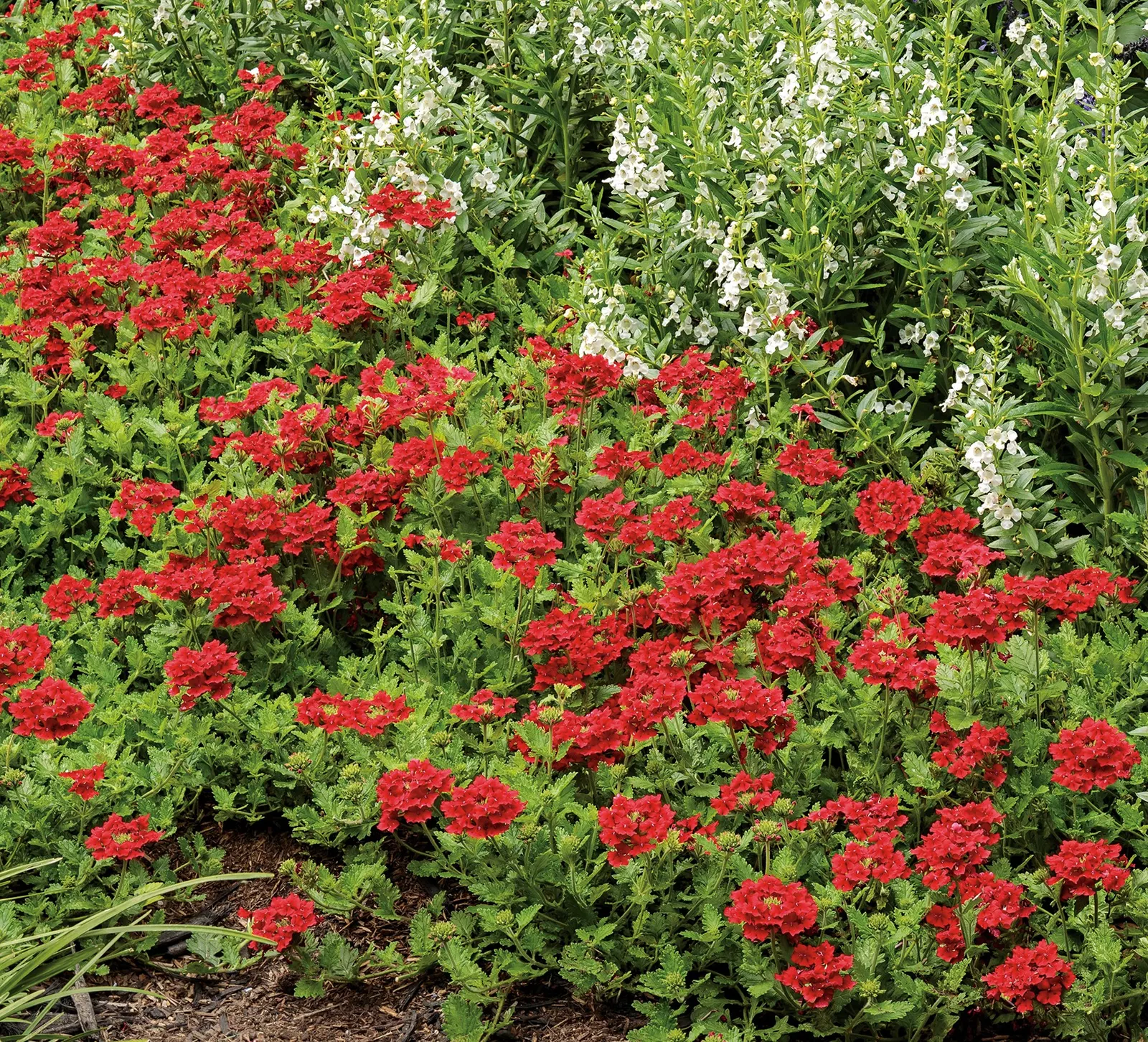 White III Summer Snapdragon (Angelonia) — The Angelonia 'White III' is an upright Proven Winners® annual with crisp white