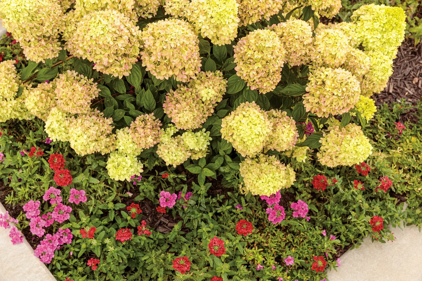 Little Lime® Panicle Hydrangea (Hydrangea paniculata) — is a compact deciduous shrub from the Proven Winners® collection
