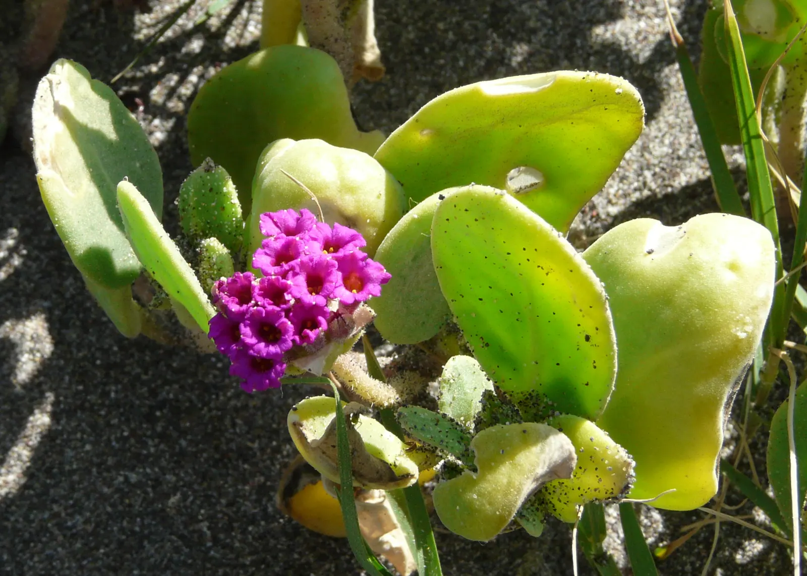 Red Verbena (Verbena Peruviana 'Red') — scientifically known as Verbena peruviana 'Red'; its foliage is finely textured