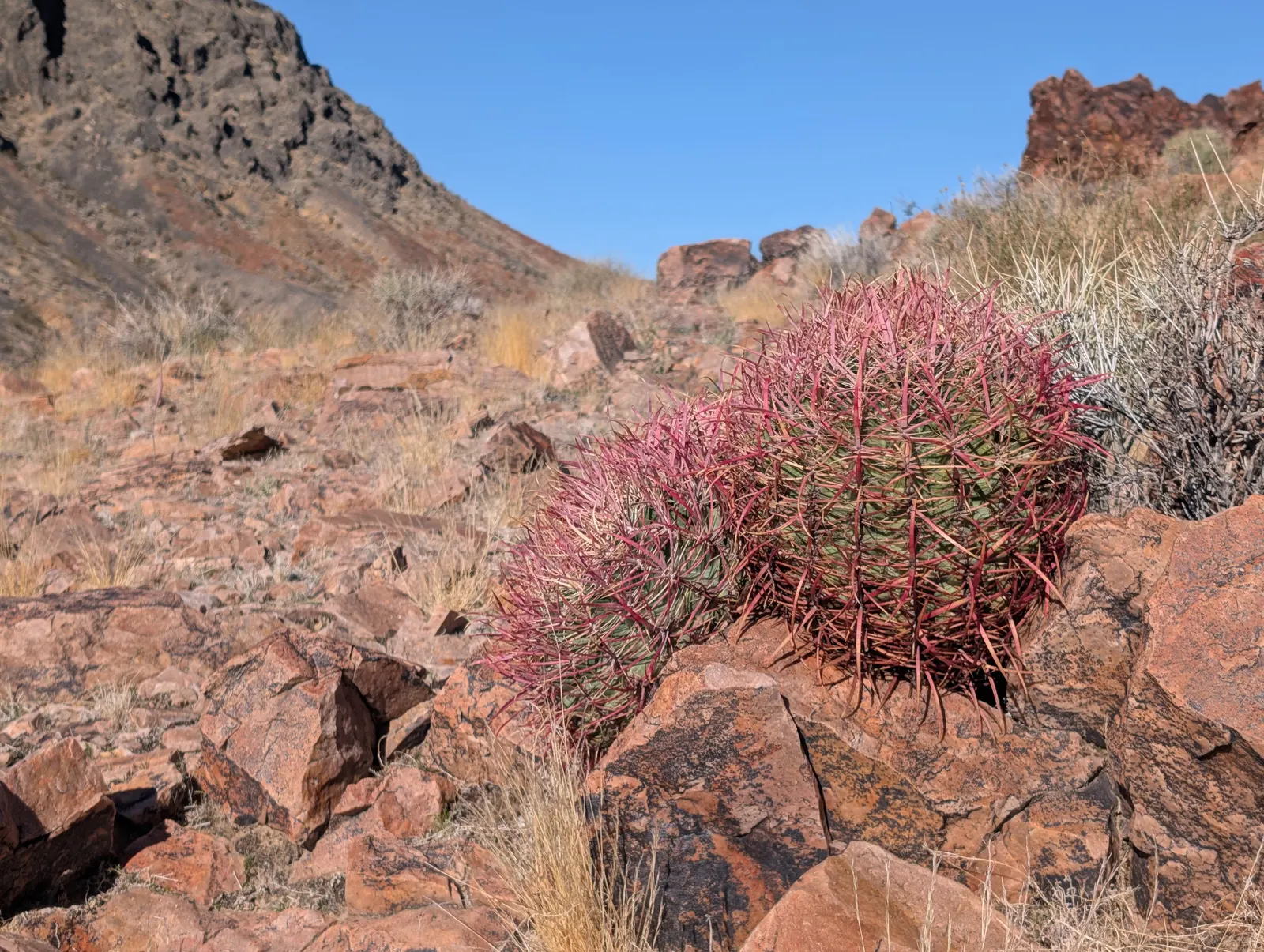 Cotton Top Barrel Cactus (Echinocactus Polycephalus) — yellow to reddish-brown spines that can grow up to 3 inches long