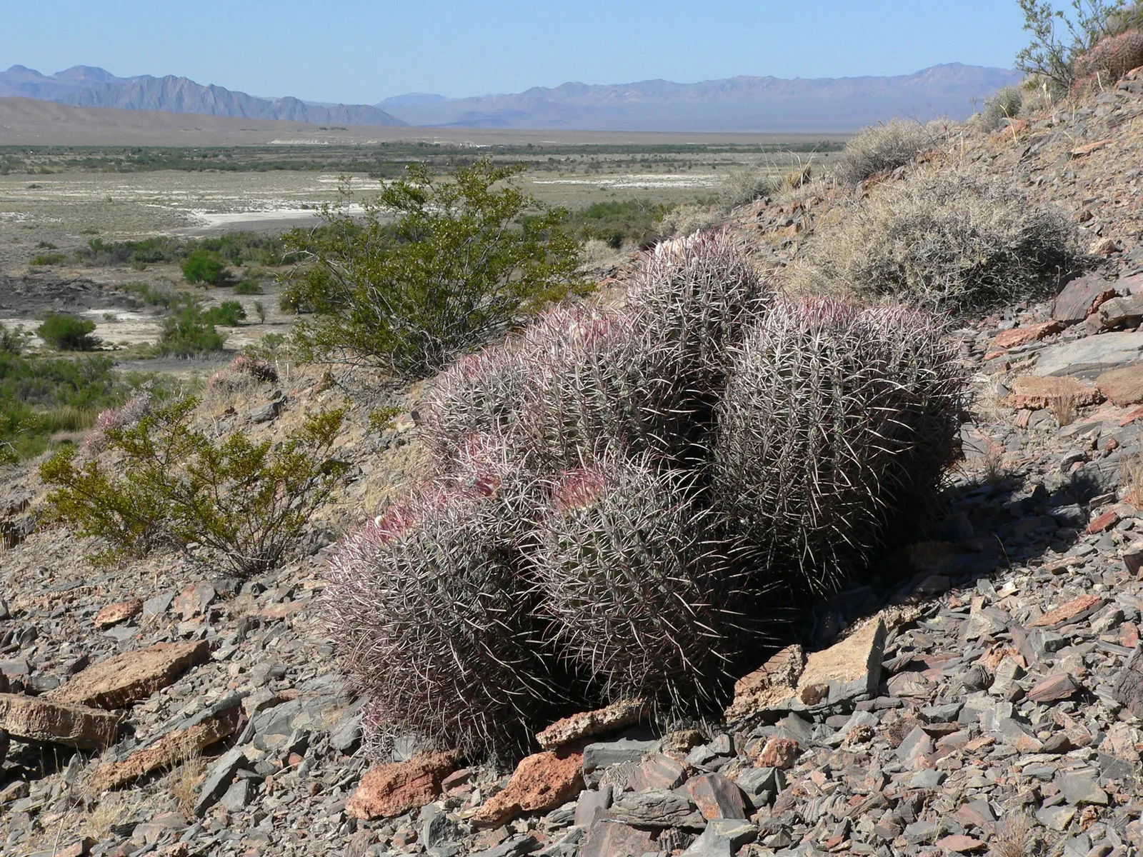 Cotton Top Barrel Cactus (Echinocactus Polycephalus) — offering a formidable protective barrier.<br><br>Native to the deserts of the Southwestern United States