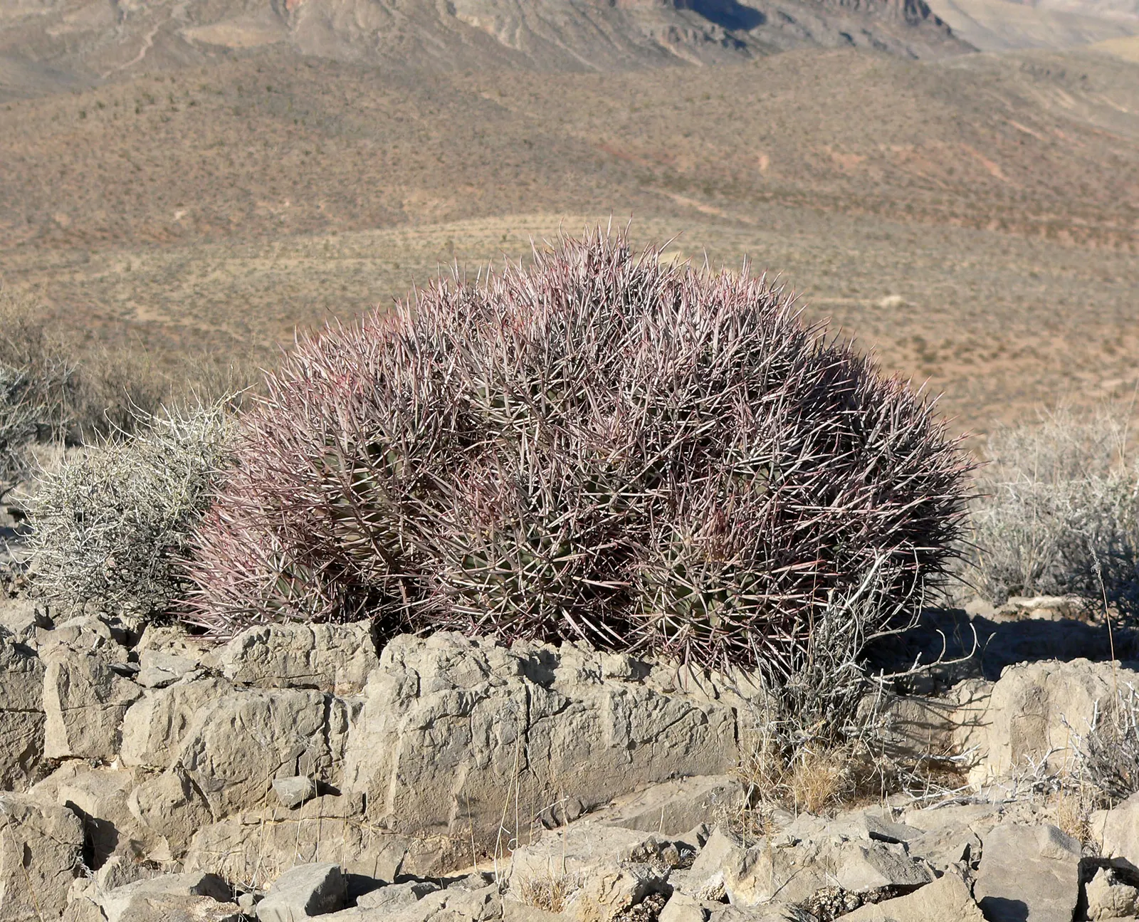 Cotton Top Barrel Cactus (Echinocactus Polycephalus) — scientifically named Echinocactus polycephalus