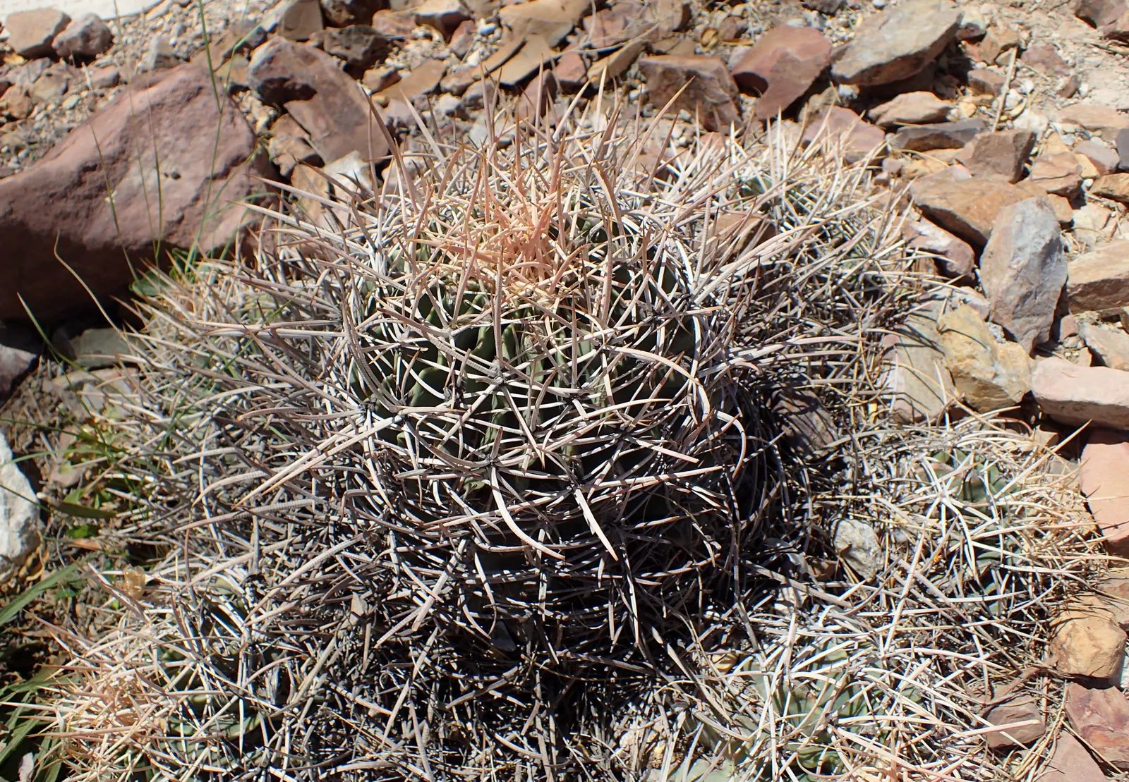 Cotton Top Barrel Cactus (Echinocactus Polycephalus) — ribbed surface with 12 to 30 prominent vertical ridges.<br><br>Adorned with clusters of white