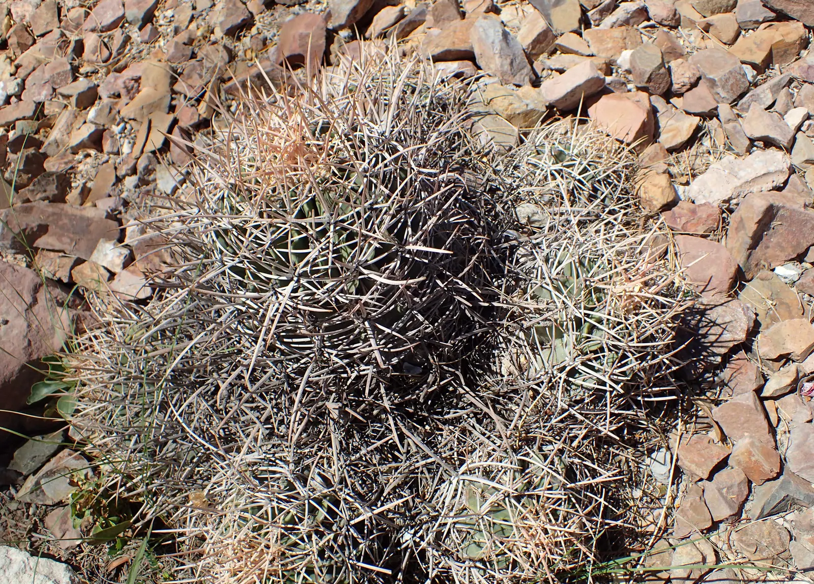 Cotton Top Barrel Cactus (Echinocactus Polycephalus) — wooly areoles at the cactus's crown