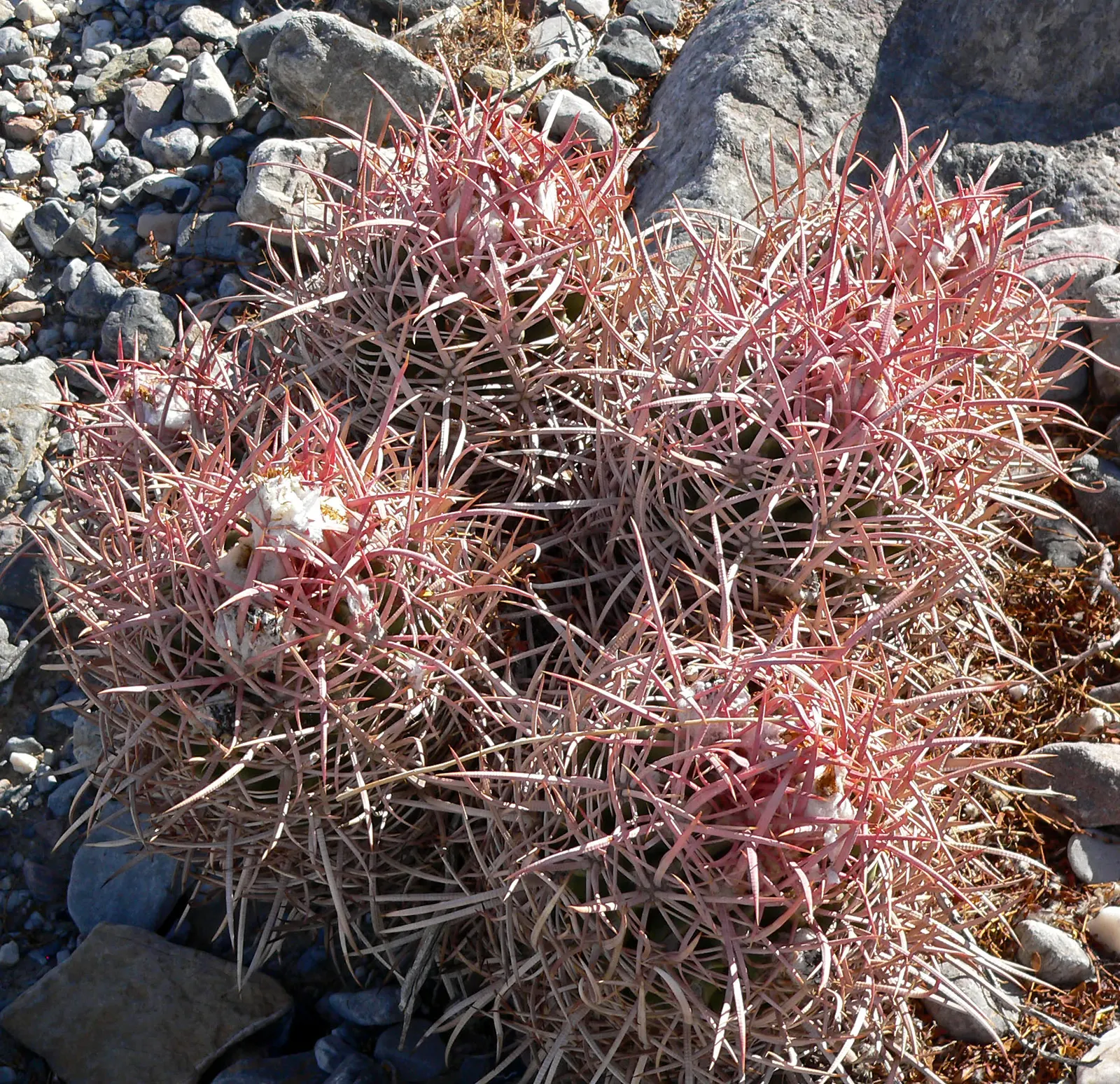 Cotton Top Barrel Cactus (Echinocactus Polycephalus) — Echinocactus polycephalus is well-adapted to withstand harsh conditions with minimal water requirements