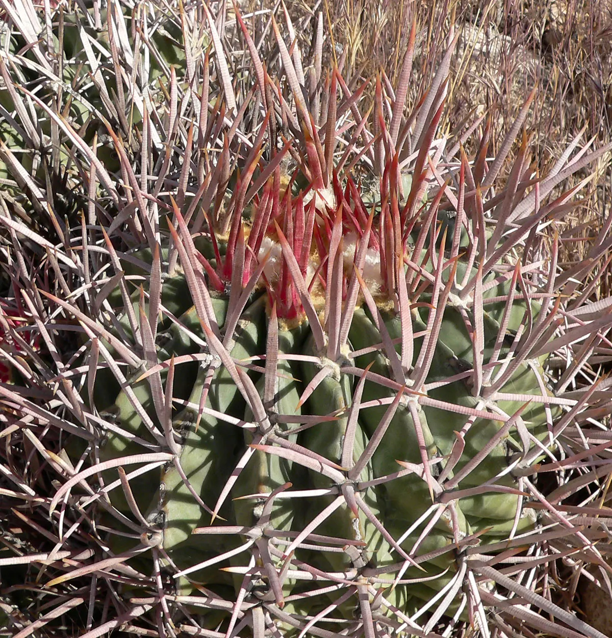 Cotton Top Barrel Cactus (Echinocactus Polycephalus) — It grows slowly, reaching 12-24 inches in height and 6-12 inches in diameter