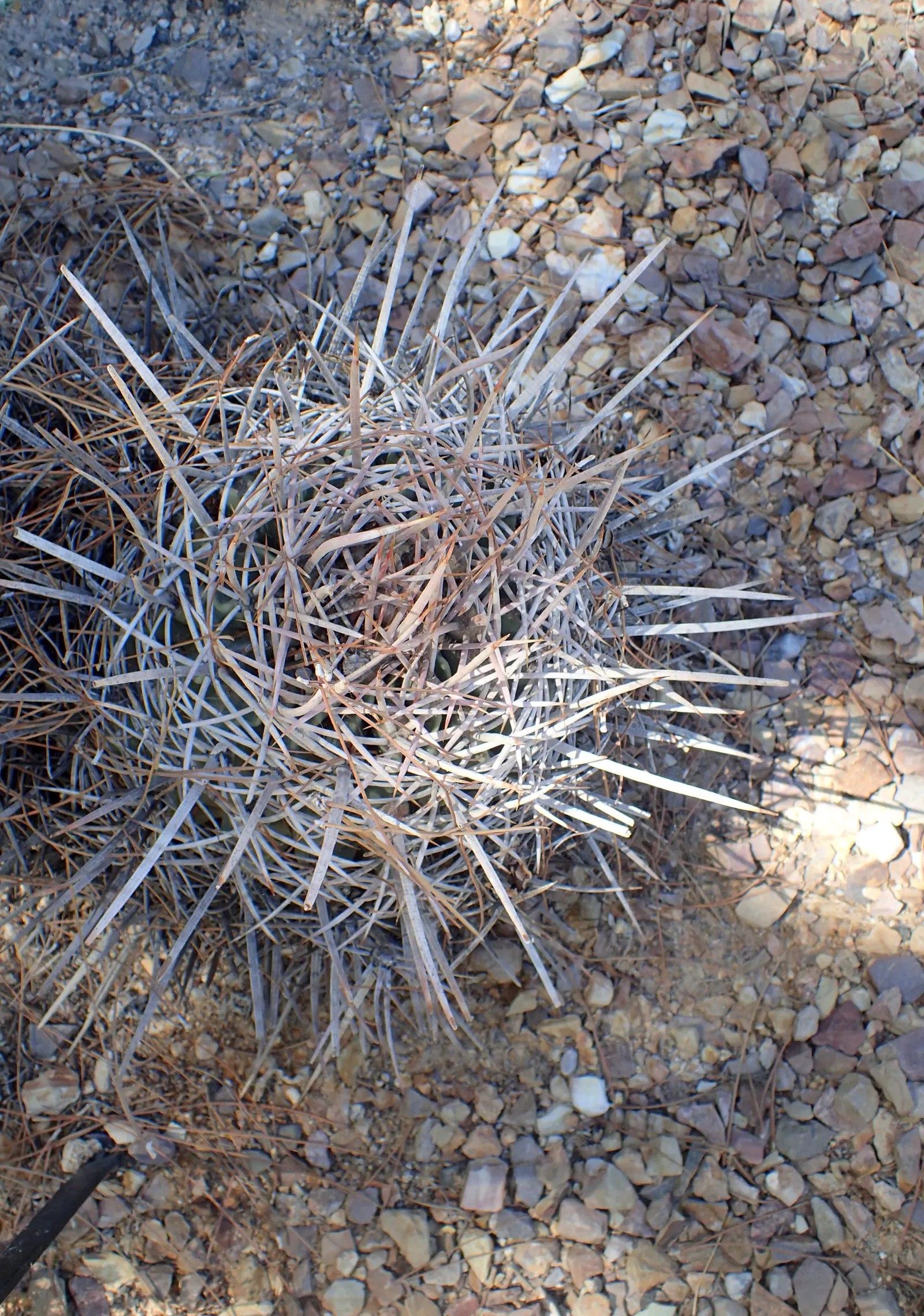 Cotton Top Barrel Cactus (Echinocactus Polycephalus) — characterized by a robust