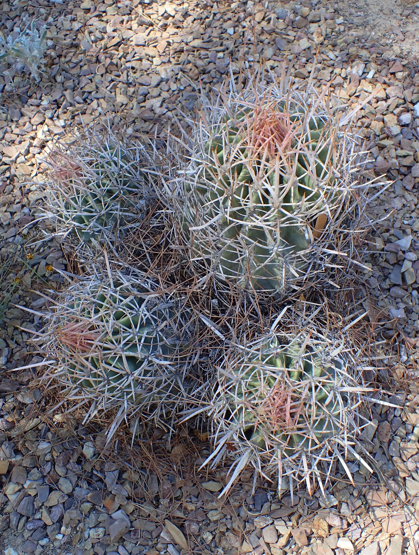 Cotton Top Barrel Cactus (Echinocactus Polycephalus) — round shape with dense white hairs on the crown