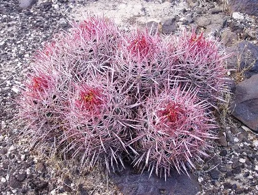 Cotton Top Barrel Cactus (Echinocactus Polycephalus) — is an intriguing succulent that adds a rugged yet charismatic touch to any arid landscape design