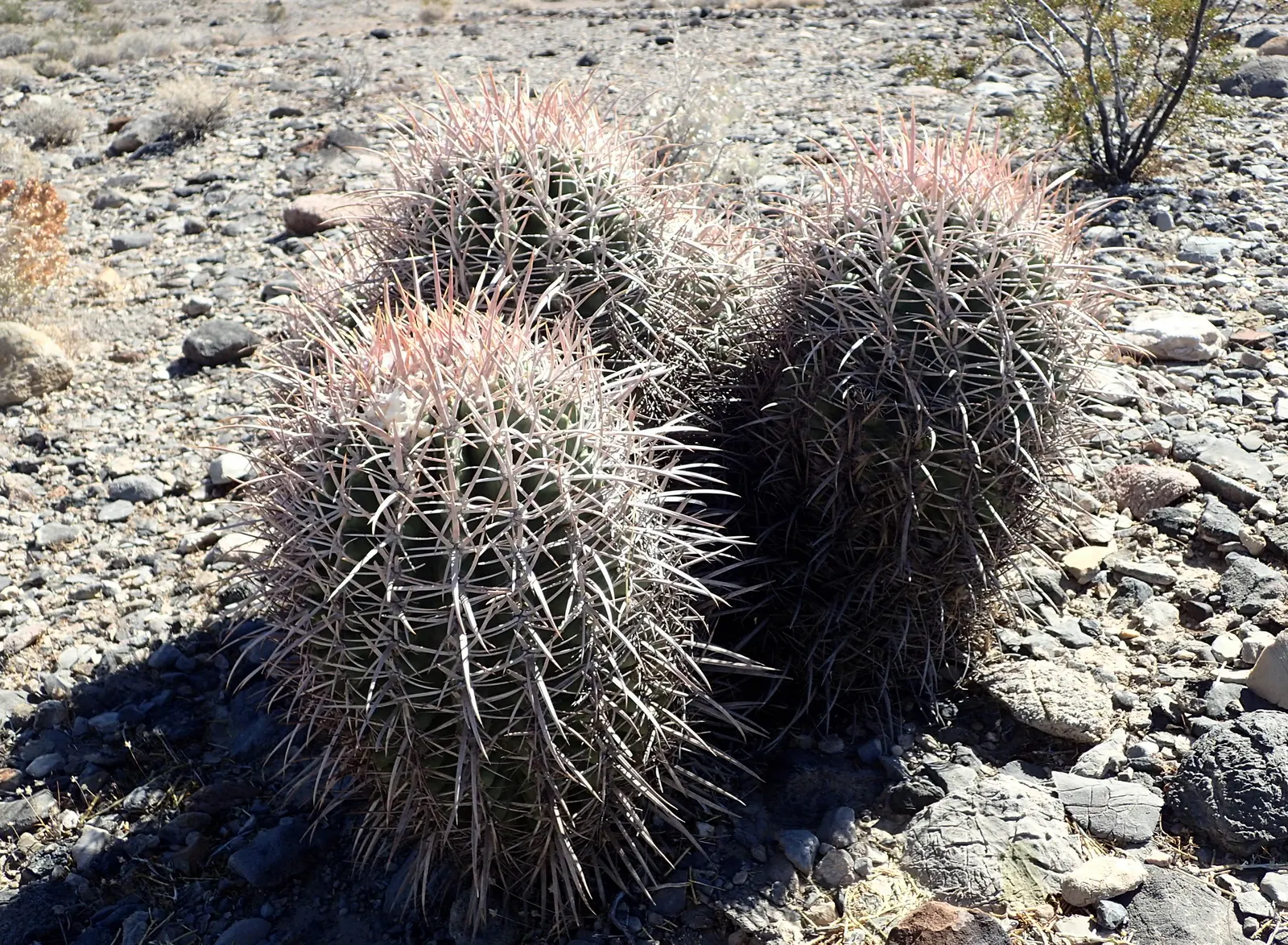 Cotton Top Barrel Cactus (Echinocactus Polycephalus) — resembling a tuft of cotton