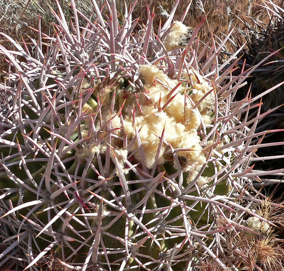 Cotton Top Barrel Cactus (Echinocactus Polycephalus) — Its gray-green body is adorned with prominent ribs lined with sharp spines