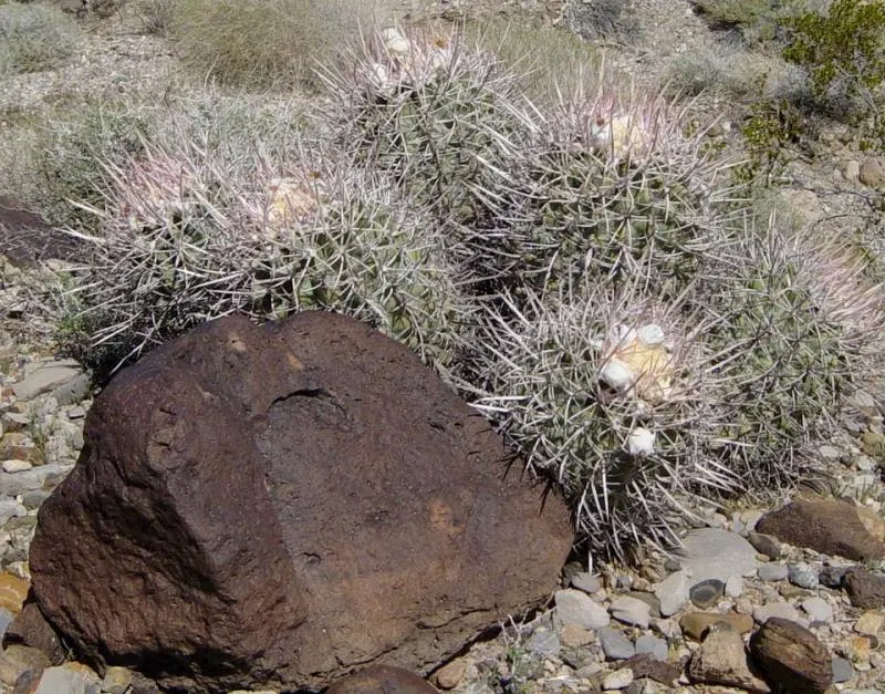Cotton Top Barrel Cactus (Echinocactus Polycephalus) — These areoles give rise to sharp