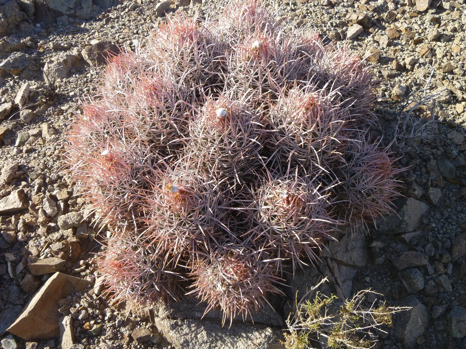Cotton Top Barrel Cactus (Echinocactus Polycephalus) — the Cotton Top derives its common name from this distinct feature