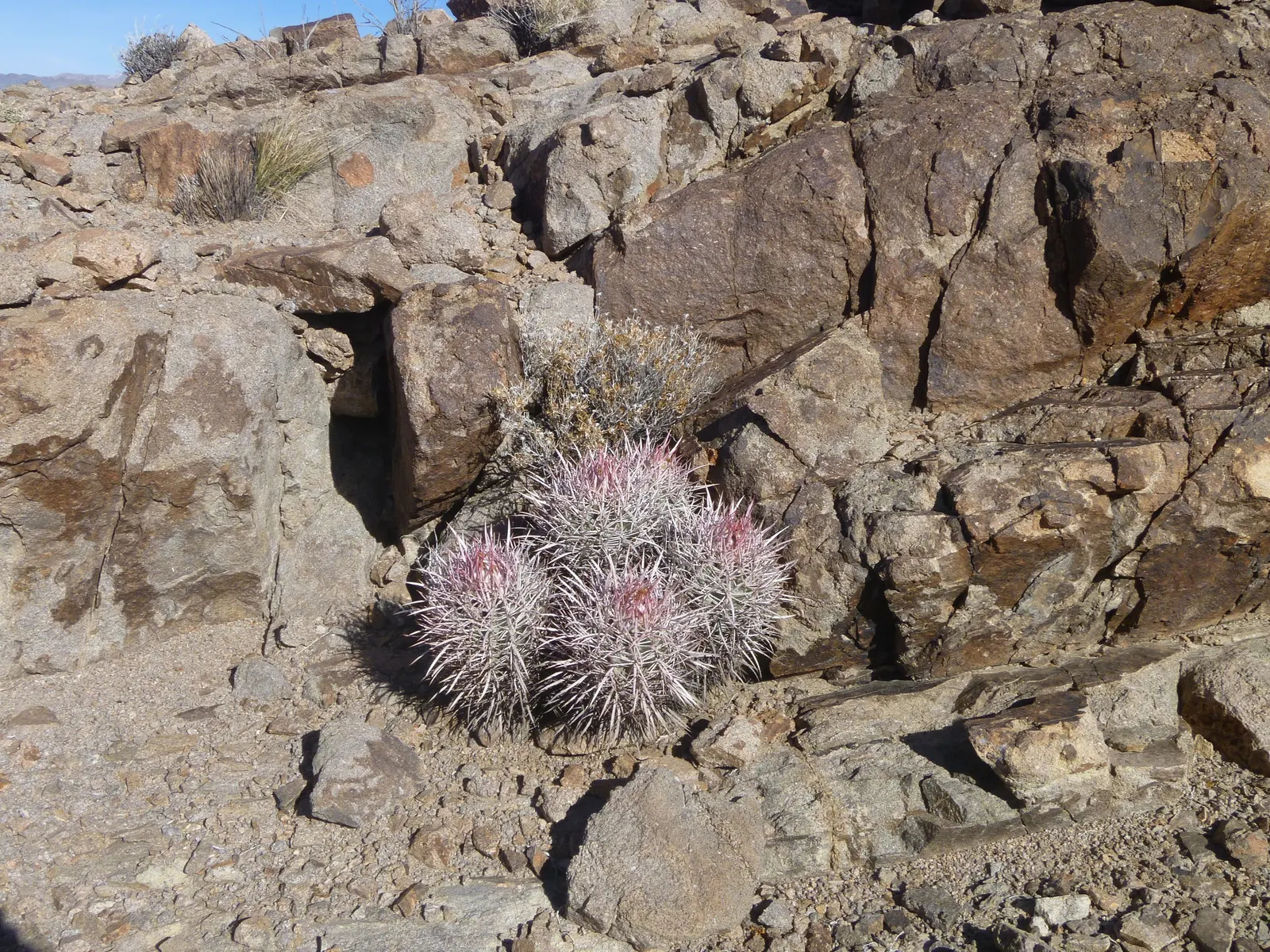 Cotton Top Barrel Cactus (Echinocactus Polycephalus) — which resembles a tuft of cotton