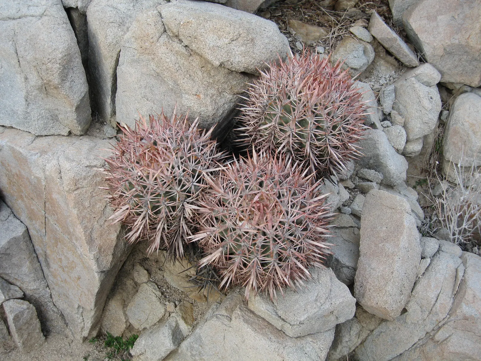 Cotton Top Barrel Cactus (Echinocactus Polycephalus) — globular shape that may elongate slightly with age