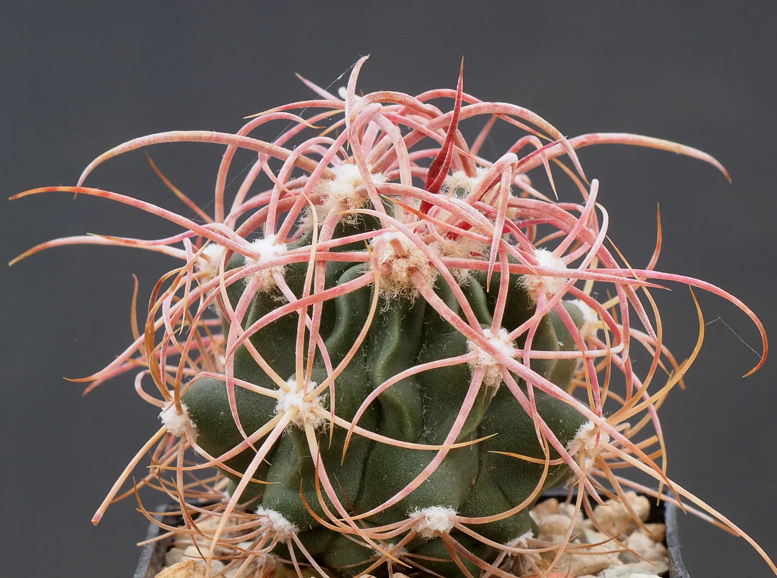 Cotton Top Barrel Cactus (Echinocactus Polycephalus) — The Cotton Top Barrel Cactus (Echinocactus polycephalus) thrives in desert climates