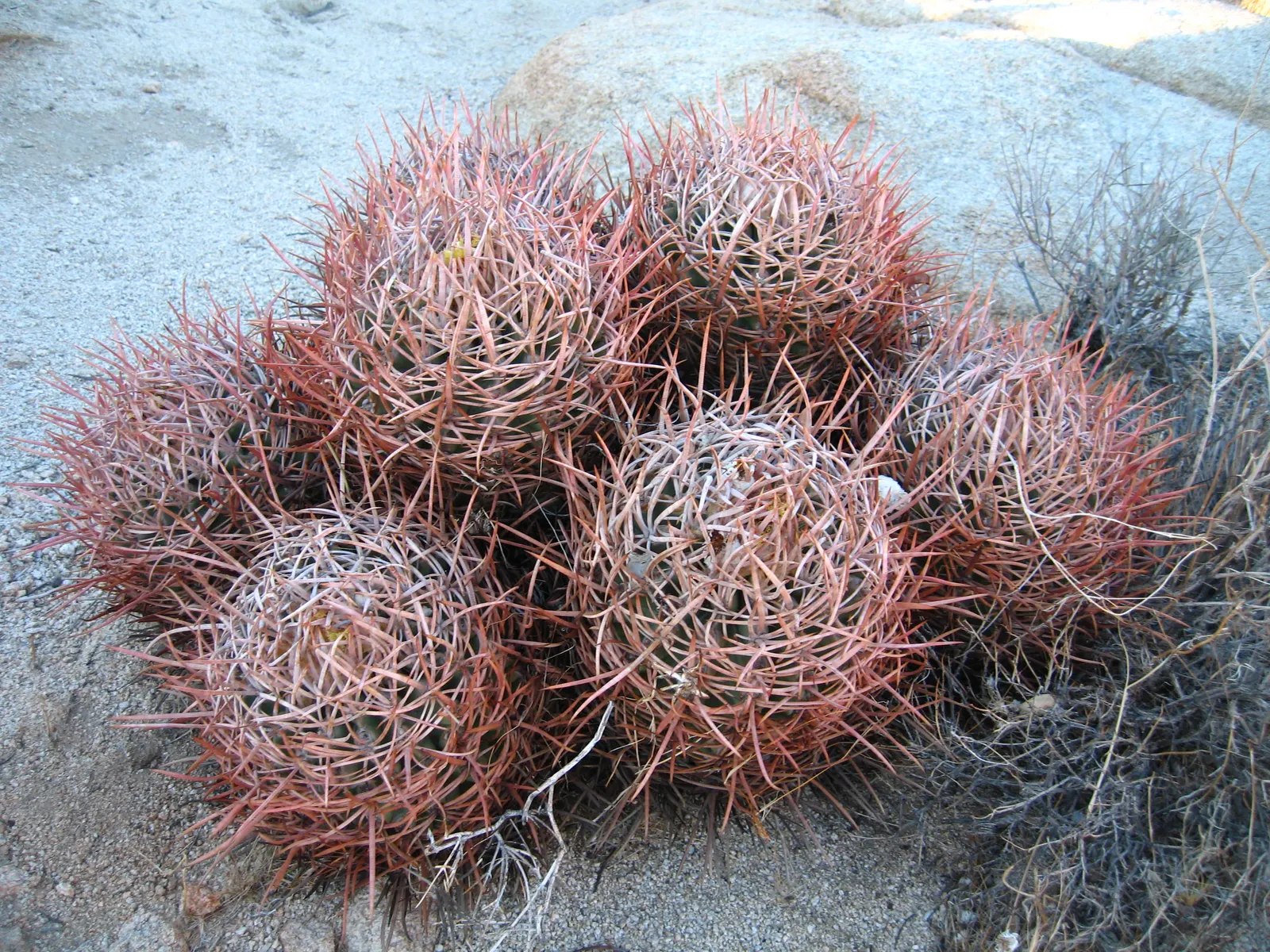 Cotton Top Barrel Cactus (Echinocactus Polycephalus) — Plant in well-draining soil; full sun exposure is essential for flourishing
