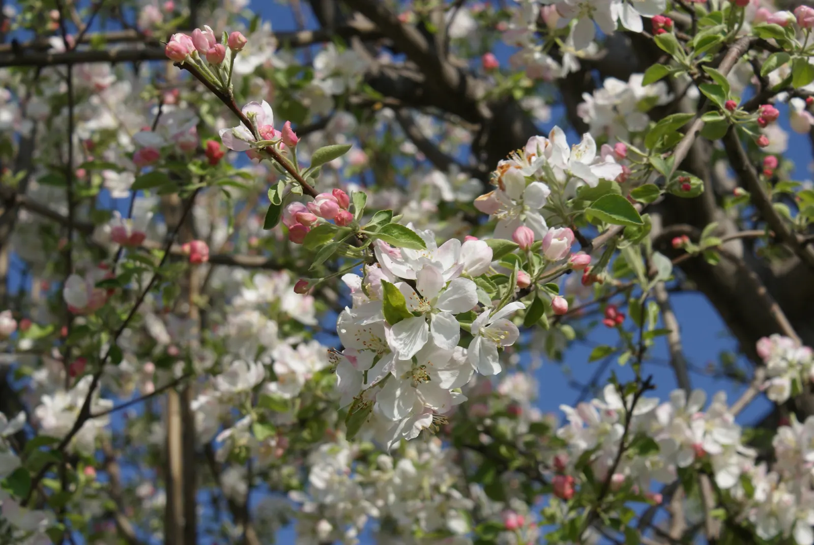 Domestic Apple (Malus Domestica) — white flowers in the garden; allowing adequate airflow to promote health and fruiting, image 82