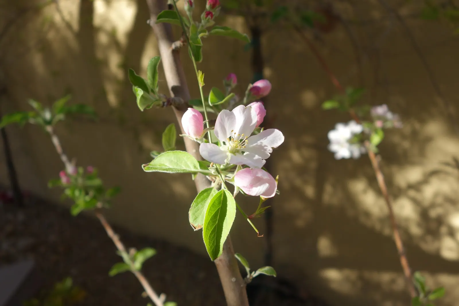 Domestic Apple (Malus Domestica) — with leaves turning vivid hues of yellow and red.<br><br>When selecting apple tree cultivars