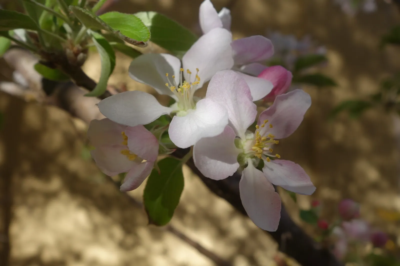 Domestic Apple (Malus Domestica) — especially necessary for juvenile trees.<br><br>A versatile addition; allowing adequate airflow to promote health and