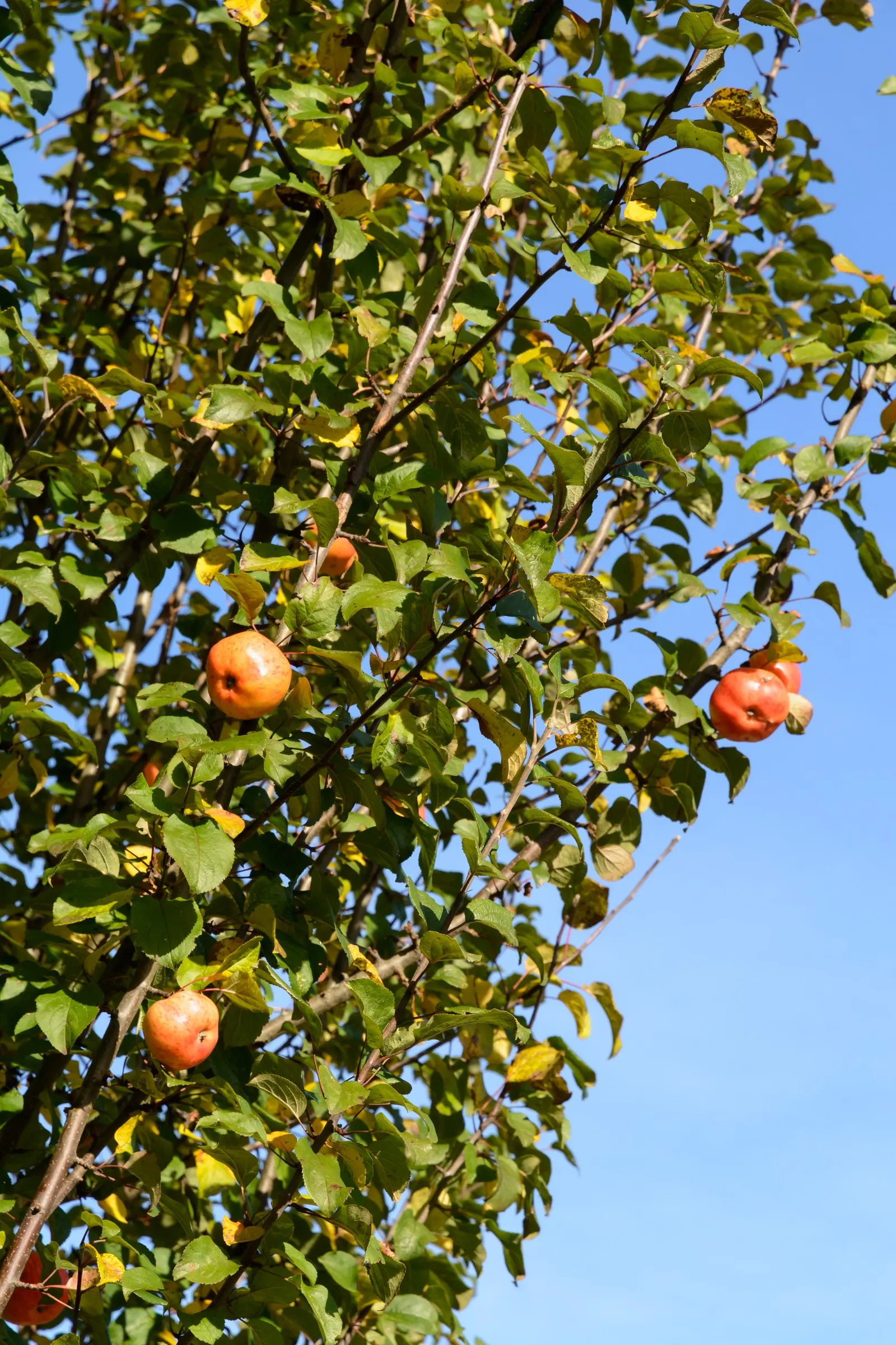 Domestic Apple (Malus Domestica) — making it a bountiful choice for any landscape.<br><br>Educate clients about potential pests and diseases; allowing adequate