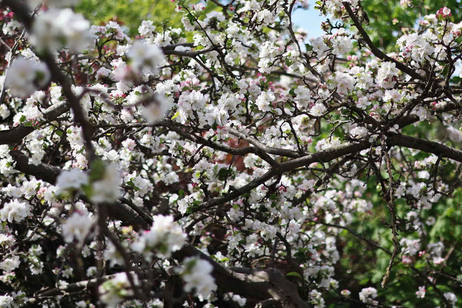 Domestic Apple (Malus Domestica) — tree with white blooms; with leaves turning vivid hues of yellow and red.<br><br>When selecting apple tree cultivars