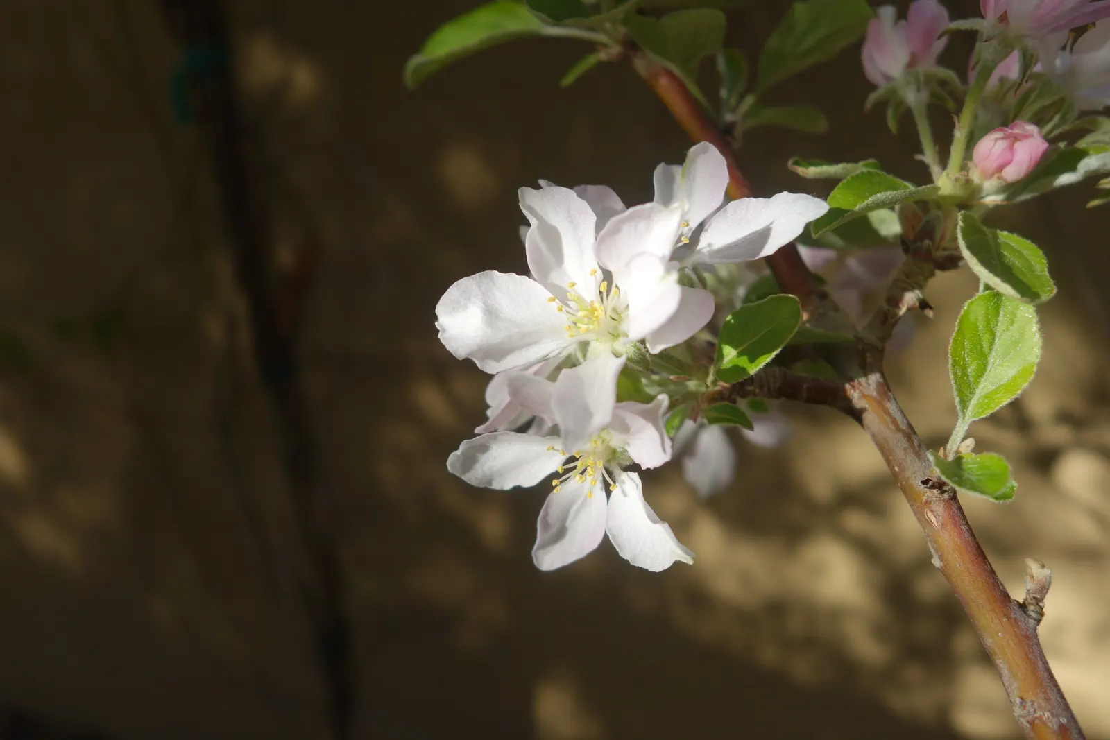 Domestic Apple (Malus Domestica) — this tree flourishes in full sunlight and exhibits a broad crown upon maturity; allowing adequate airflow to, image 66