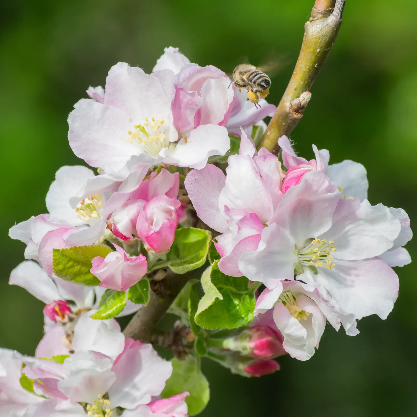 Domestic Apple (Malus Domestica) — one must plan for cross-pollination; with leaves turning vivid hues of yellow and red.<br><br>When selecting, image 131