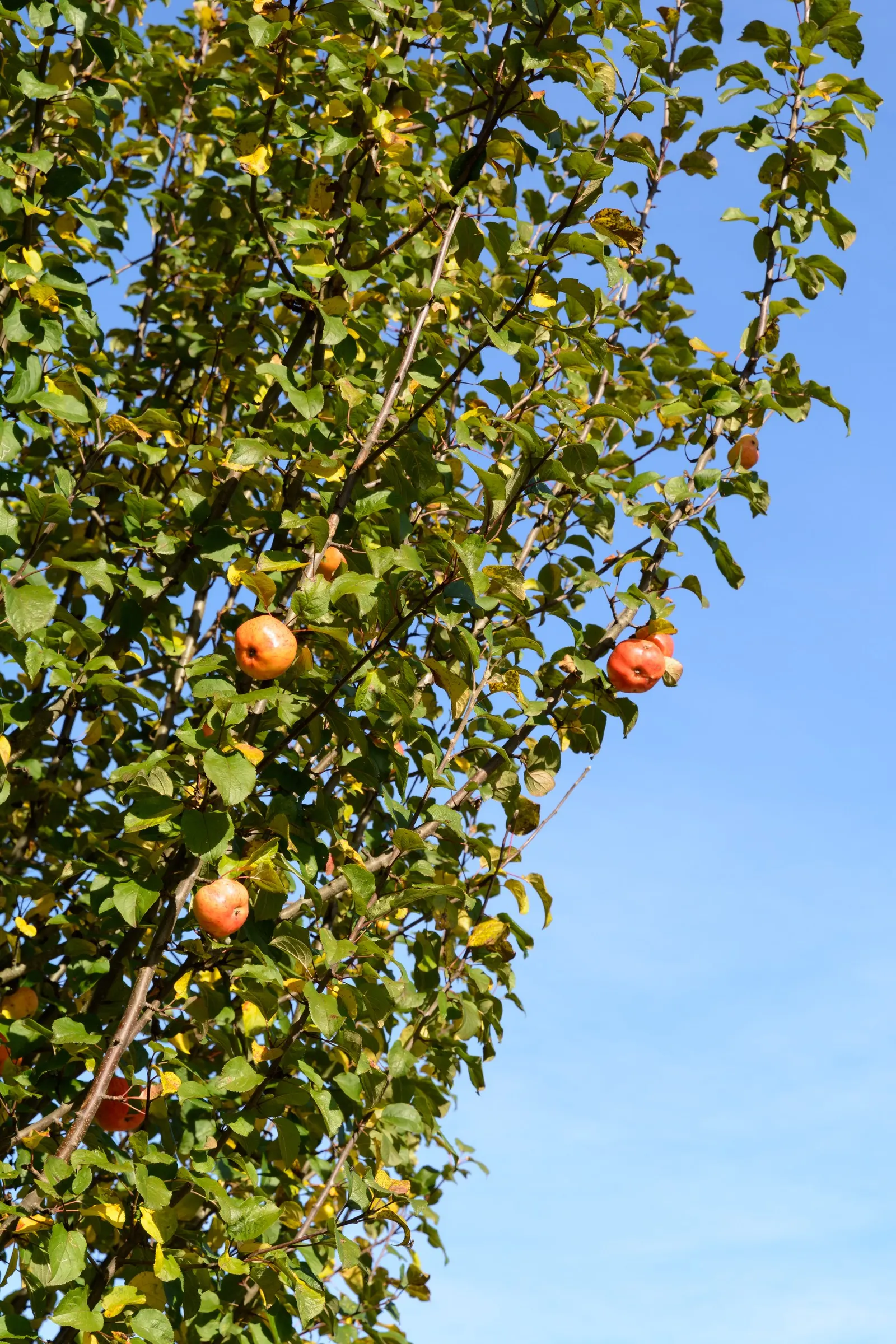 Domestic Apple (Malus Domestica) — is a deciduous tree widely celebrated for its delightful fruit production and ornamental value; the Domestic Apple tree