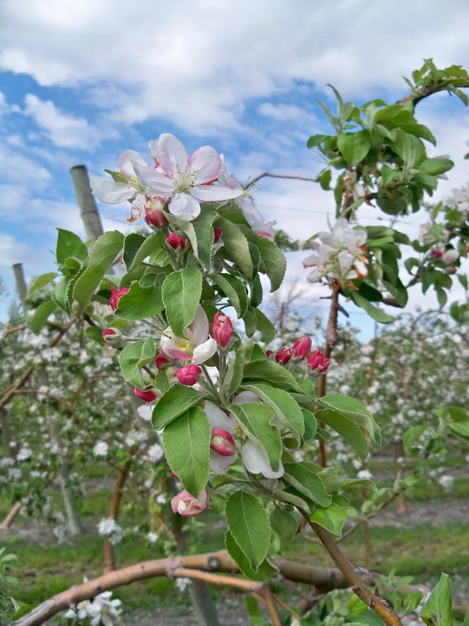 Domestic Apple (Malus Domestica) — is a deciduous tree ranging from 12 to 15 feet in height; allowing adequate airflow to promote health and, image 86