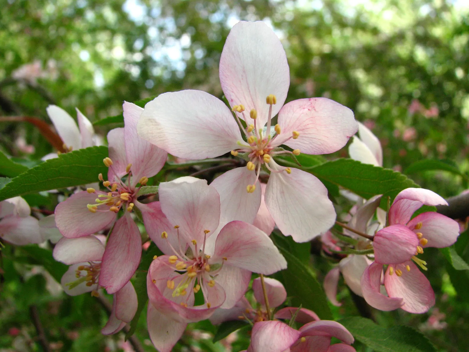 Domestic Apple (Malus Domestica) — and the coveted fruit harvest in late summer through fall; the Domestic Apple tree becomes both a focal point for garden
