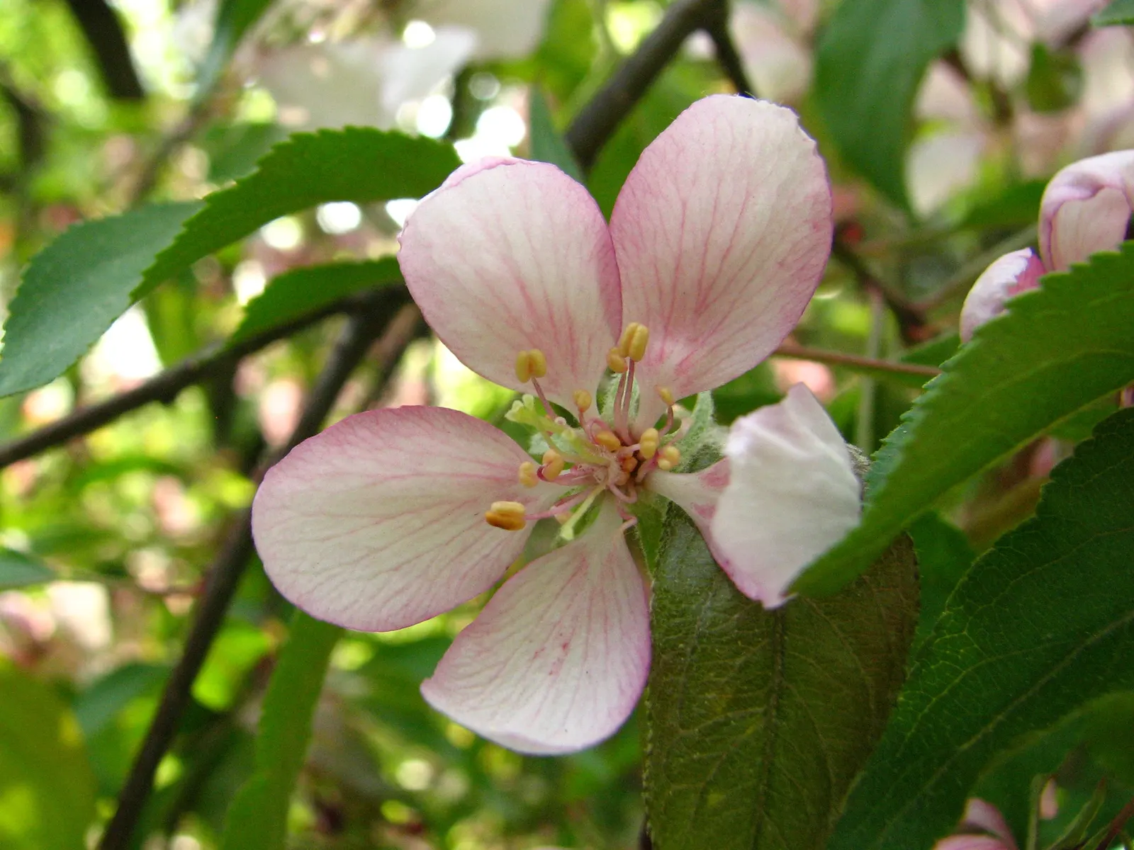 Domestic Apple (Malus Domestica) — allowing adequate airflow to promote health and fruiting; with leaves turning vivid hues of yellow and, image 95