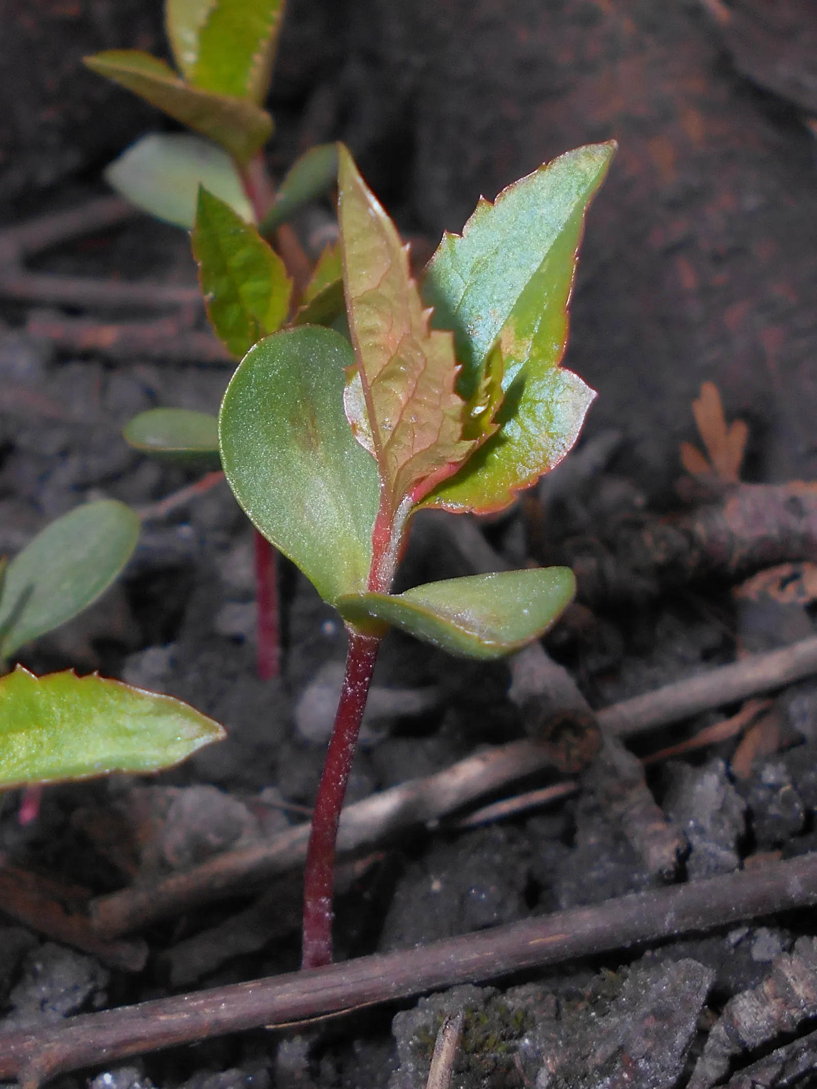 Domestic Apple (Malus Domestica) — Regular watering during dry periods will ensure optimal growth; spring unfurls white to pink blossoms, preluding, image 125