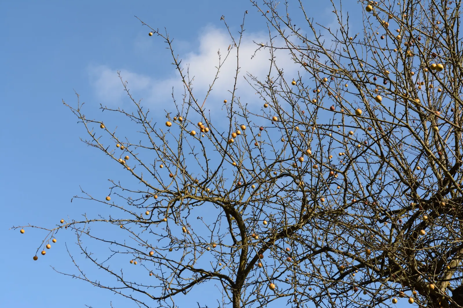 Domestic Apple (Malus Domestica) — Spring unfurls white to pink blossoms, preluding a fall harvest of edible apples; the Domestic Apple tree, image 88