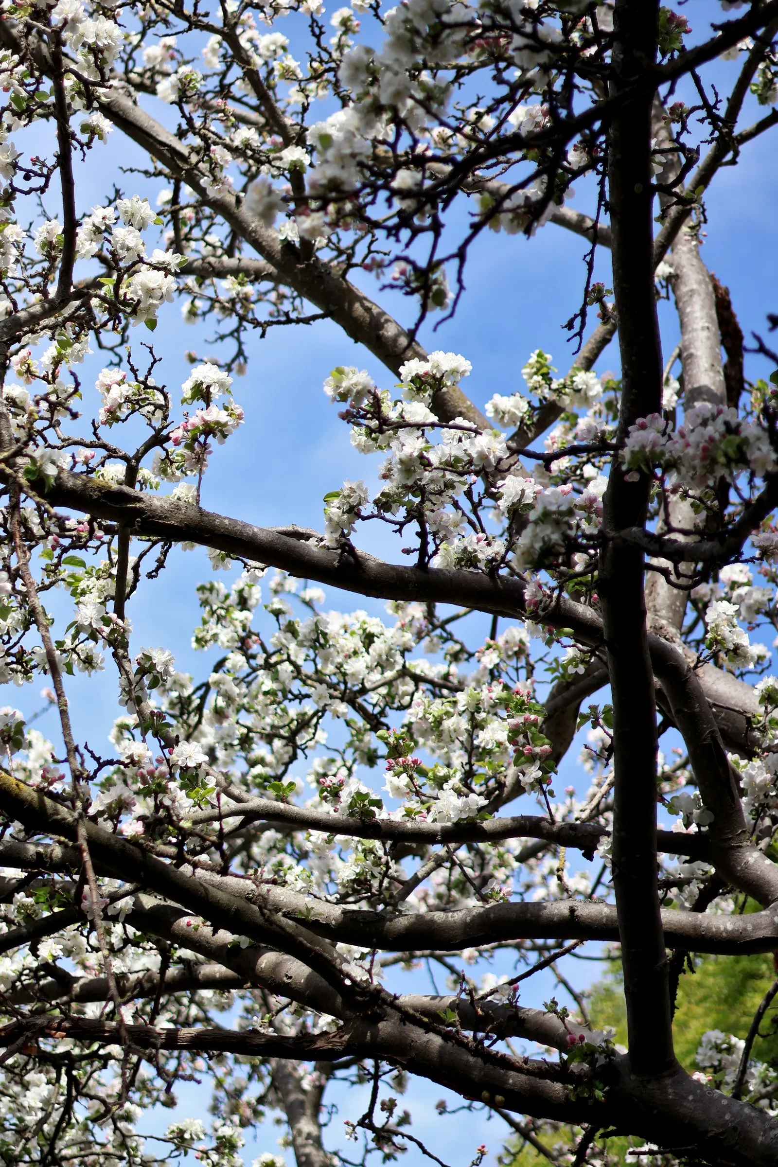 Domestic Apple (Malus Domestica) — Preferring well-drained loamy soil and full sun, it adds both aesthetic and culinary value