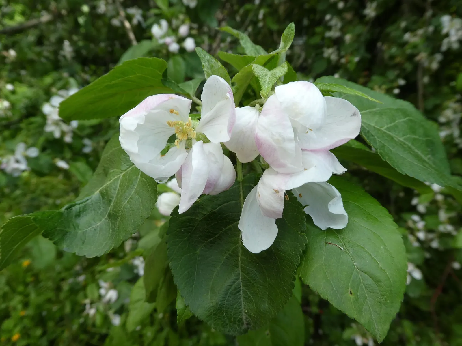 Domestic Apple (Malus Domestica) — and advise on integrated pest management techniques for a healthy harvest; the Domestic Apple tree becomes both, image 108