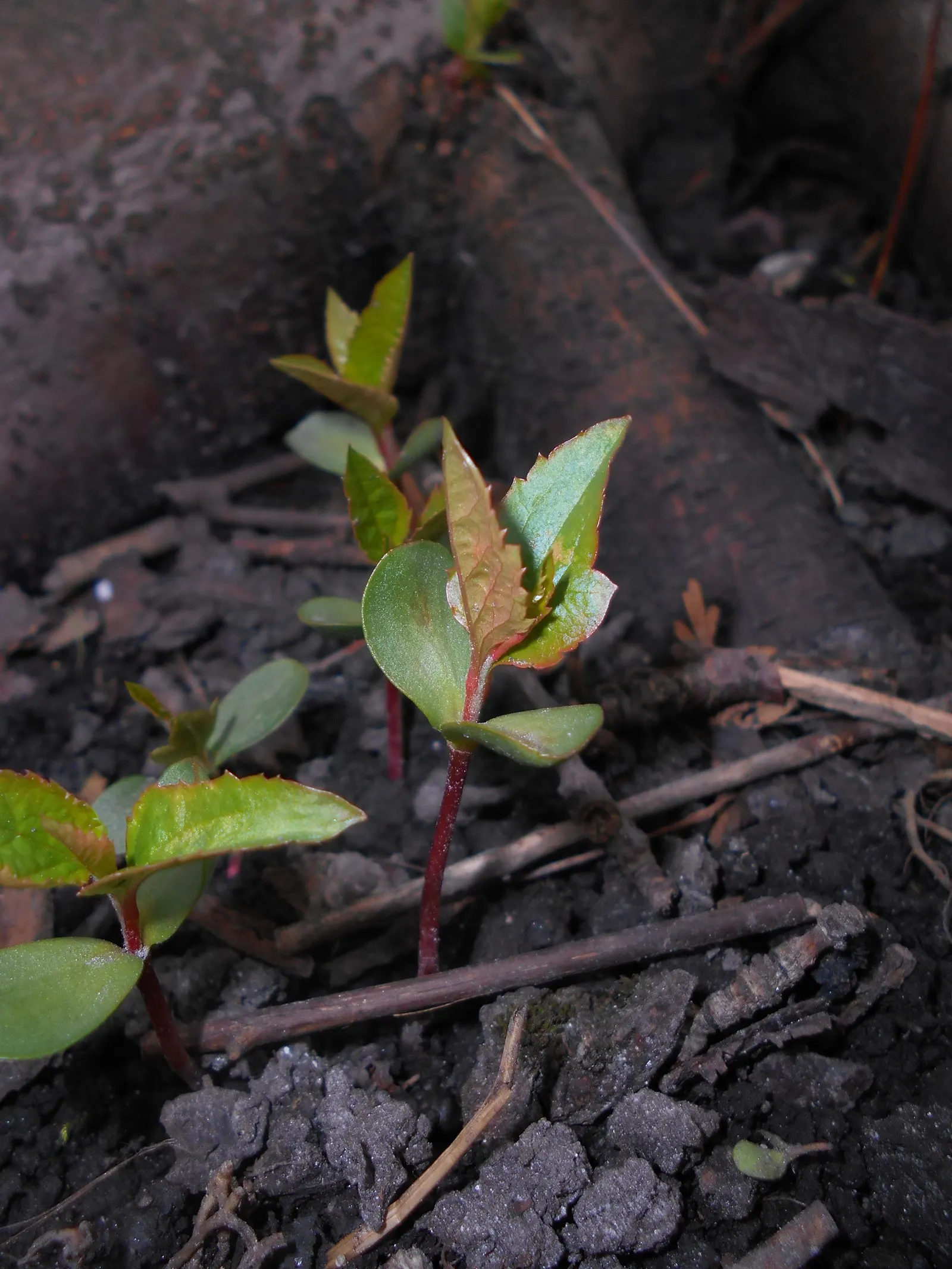 Domestic Apple (Malus Domestica) — such as apple scab or codling moth; with leaves turning vivid hues of yellow and red.<br><br>When selecting, image 79